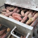 日本の冬と言えば焼き芋屋だけど実際儲かるの？