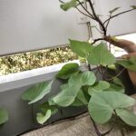 畑がなくてもOK！さつまいもをプランターで育てる方法を紹介！