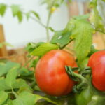 【家庭菜園】初心者におすすめの野菜をご紹介