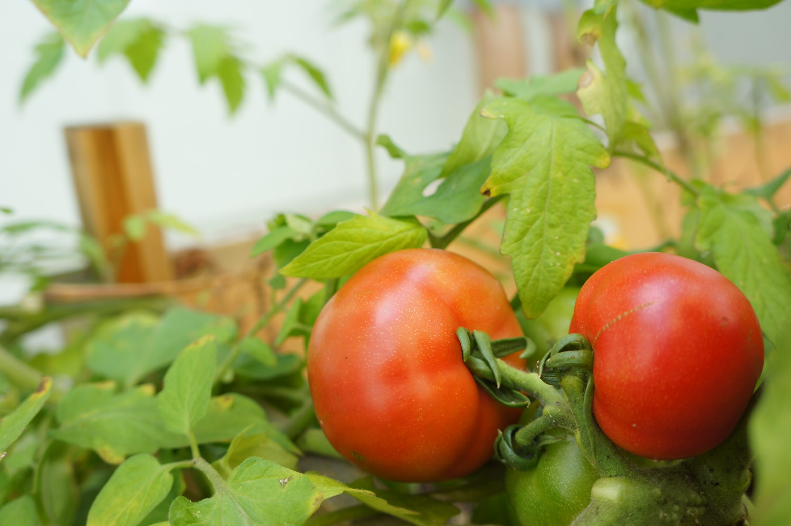 【家庭菜園】初心者におすすめの野菜をご紹介