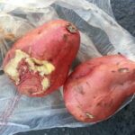 さつまいもが腐ったときの見分け方５選！誤食した場合の対処方も紹介